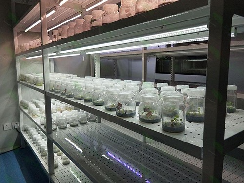 金湾植物组织培养实验室设计建设方案